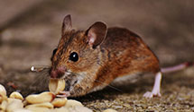 24 Hour & Emergency Exterminators in Smyrna, DE